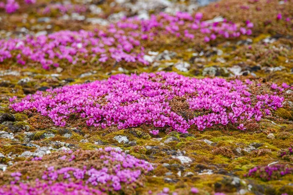 Bela Paisagem Tundra Com Flores Rosa — Fotografia de Stock