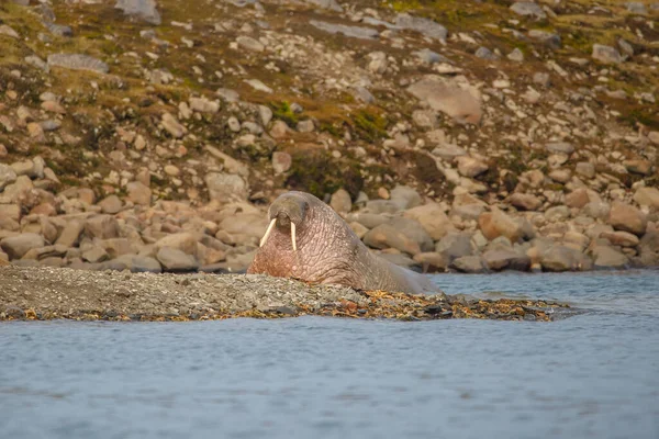 Walrus Arctic Sea Coast — Photo