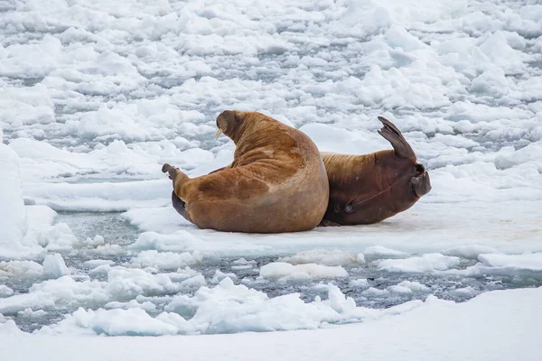 Mors Śnieżnej Krze Lodowej Arktyce — Zdjęcie stockowe