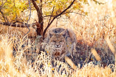 Vaşak ya da Kızıl vaşak doğada
