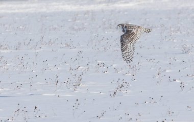 Snowy Owl flying in sky clipart