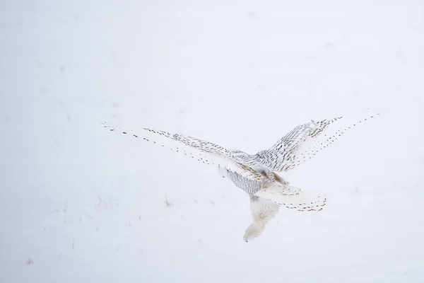 Piękny Sowa Śnieżna Przyrodzie — Zdjęcie stockowe