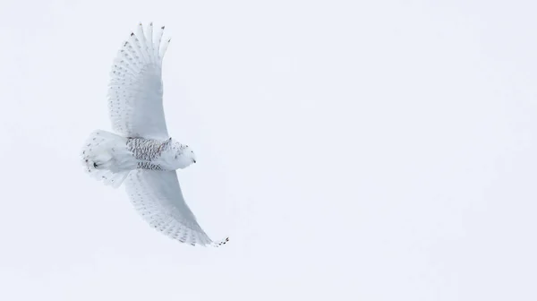 Snowy Owl Flying Sky — 스톡 사진