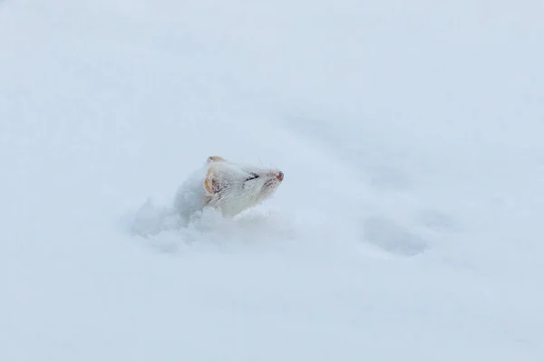 Witte Wezel Sneeuw Winter — Stockfoto