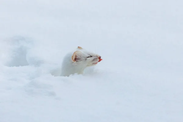 White Weasel Snow Winter — Stock Photo, Image