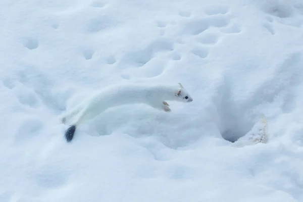 Белая Ласка Снегу Зимой — стоковое фото