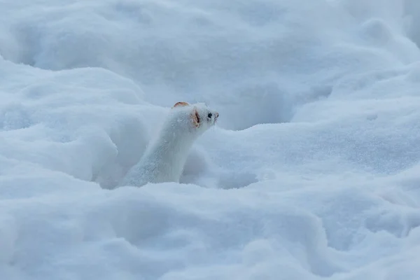 冬雪中的白黄鼠狼 — 图库照片