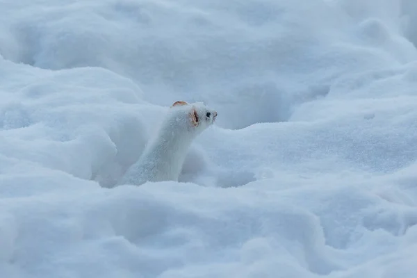 Vit Vessla Snö Vintern — Stockfoto