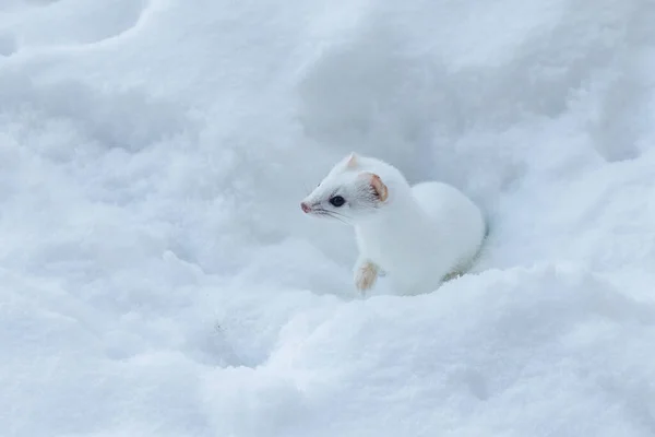 Weißes Wiesel Schnee Winter — Stockfoto
