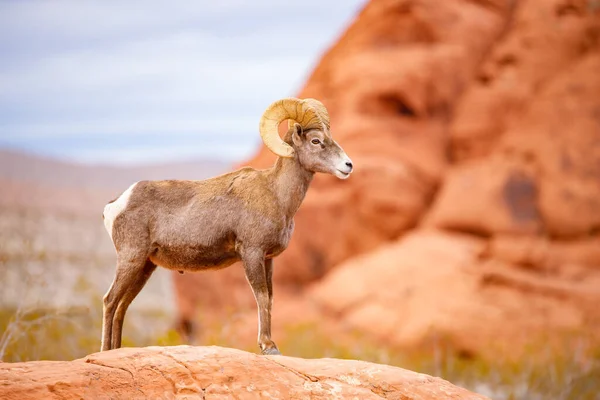 Άγρια Bighorn Πρόβατα Στη Φύση — Φωτογραφία Αρχείου