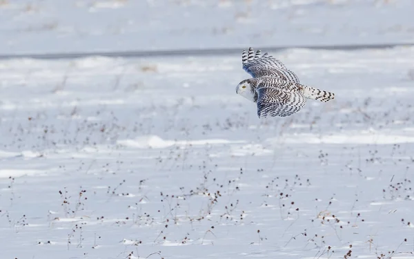 Snowy Owl Flying Sky — стоковое фото