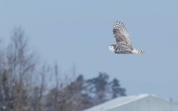 Snowy Owl Flying Sky — стоковое фото