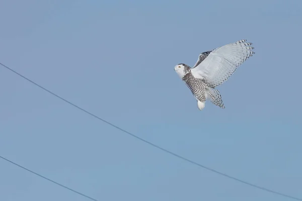 Snowy Owl Flying Sky — ストック写真