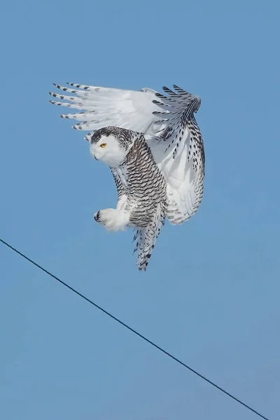 Snowy Owl Flying Sky — 스톡 사진