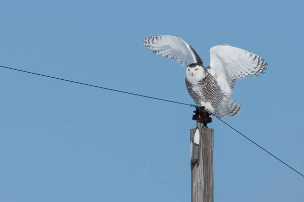 Snowy Owl Sky Background — 스톡 사진