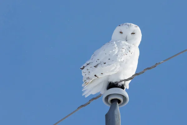 Snowy Owl Sky Background — стоковое фото