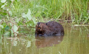 Doğal su ortamında kunduz.