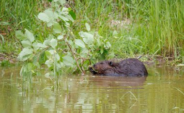 Doğal su ortamında kunduz.