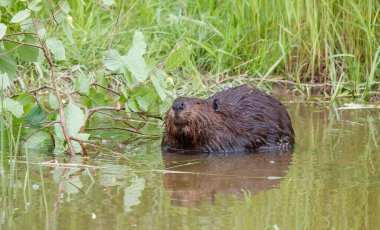 Doğal su ortamında kunduz.