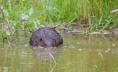 Doğal su ortamında kunduz.