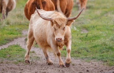 Çiftlikte boynuzlu evcil sığırlar