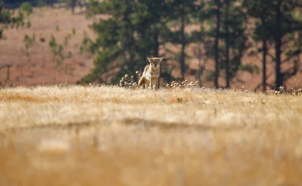 北美草原上的野狼 — 图库照片