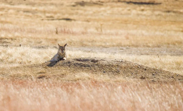 Wild Coyote Meadow North America — стоковое фото