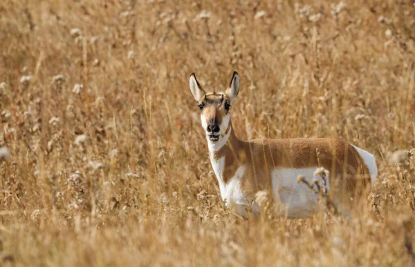 Pronghorn Natura Selvaggia Nord America — Foto Stock