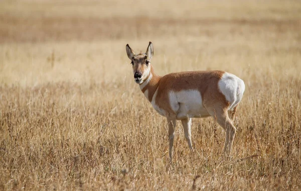 北美野生环境中的长角羚 — 图库照片