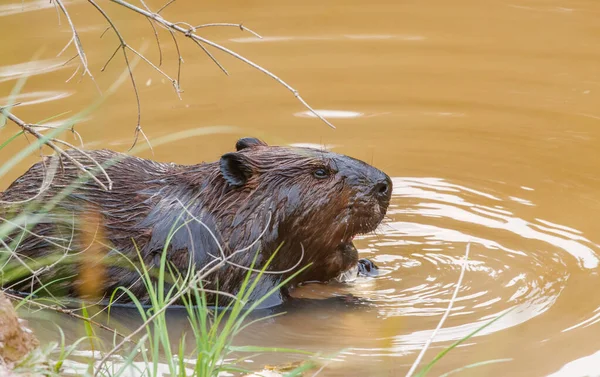 Bever Natuurlijk Watermilieu — Stockfoto