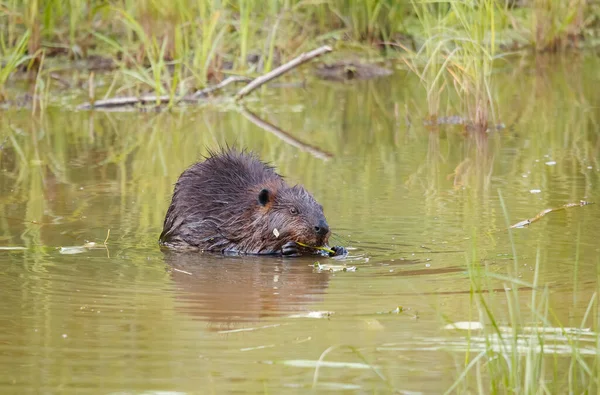 Doğal su ortamında kunduz.