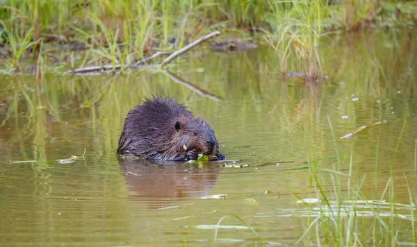 Beaver Natural Water Environment — Photo