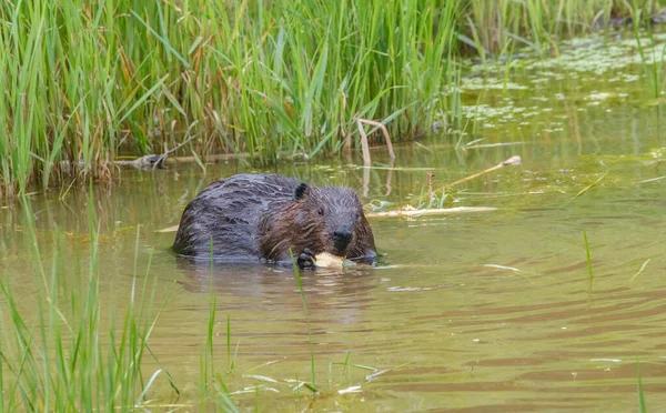 Doğal su ortamında kunduz.