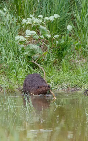 Bever Natuurlijk Watermilieu — Stockfoto