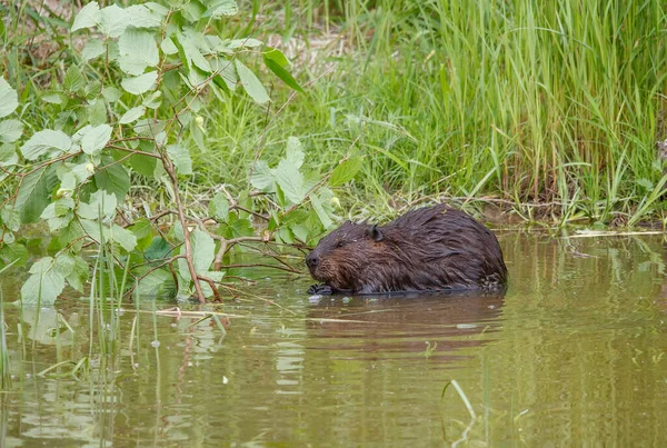 Bever Natuurlijk Watermilieu — Stockfoto