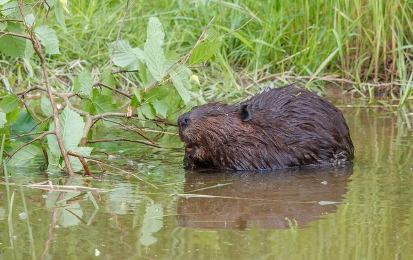 Beaver Natural Water Environment — Photo