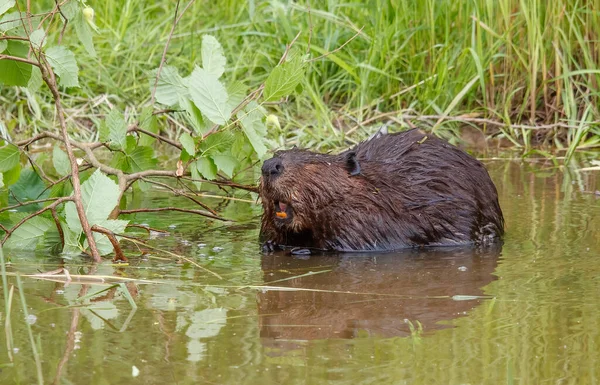 Bever Natuurlijk Watermilieu — Stockfoto