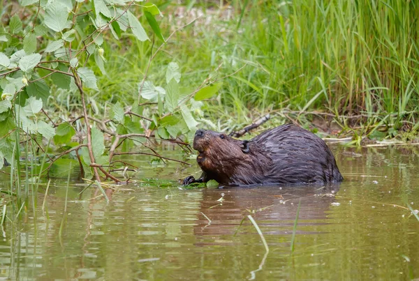 Beaver Natural Water Environment — Photo