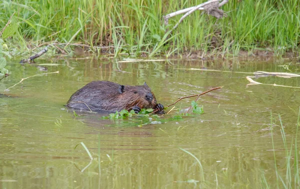 Beaver Natural Water Environment — Photo