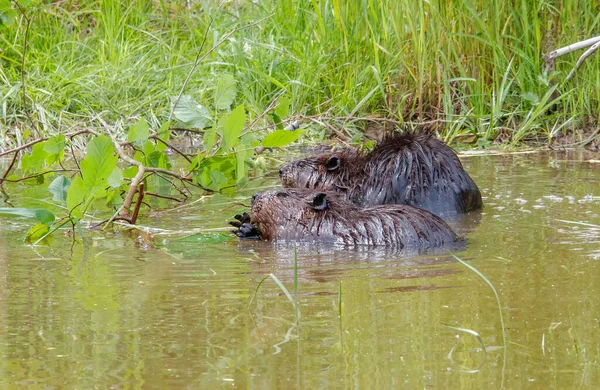 Beavers Natural Water Environment — Foto de Stock