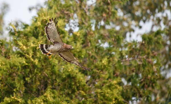 Cooper Του Hawk Στο Κλαδί Δέντρου — Φωτογραφία Αρχείου