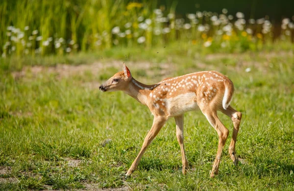 Unga Rådjur Eller Äkta Rådjur Naturen — Stockfoto