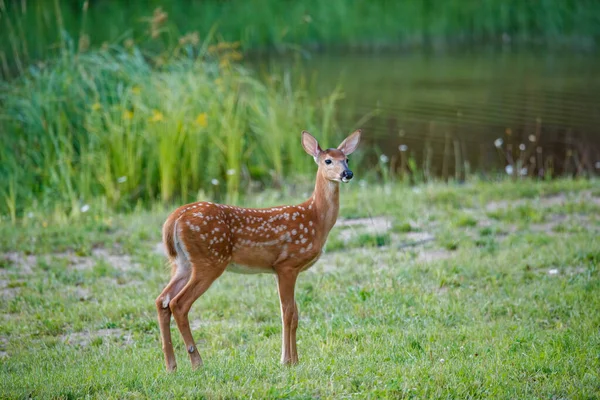 Young Deer True Deer Nature —  Fotos de Stock