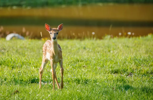 Young Deer True Deer Nature — Photo