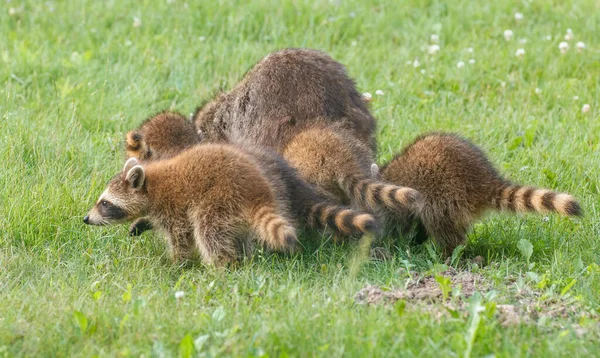 Raccoon Family Green Meadow Nature — ストック写真