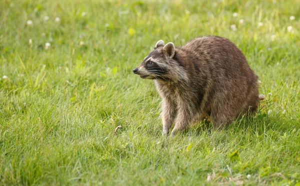 Raccoon Green Meadow Nature — Photo