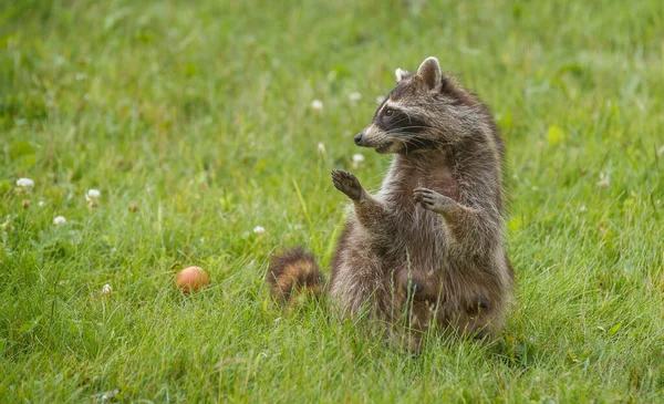 Raccoon Green Meadow Nature — Foto de Stock