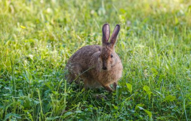 Yeşil çayırdaki çimlerde kar ayakkabısı tavşanı