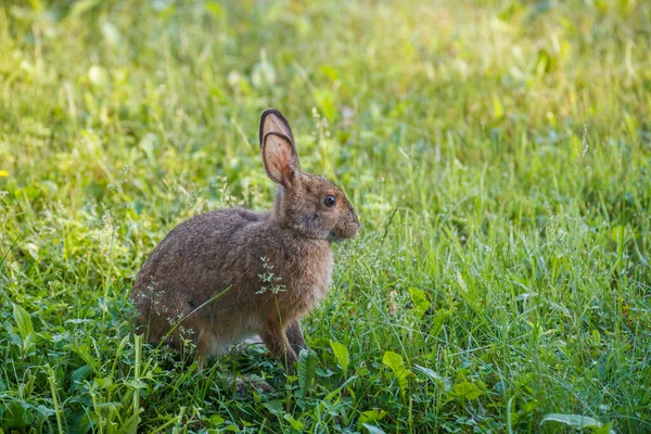 Yeşil çayırdaki çimlerde kar ayakkabısı tavşanı