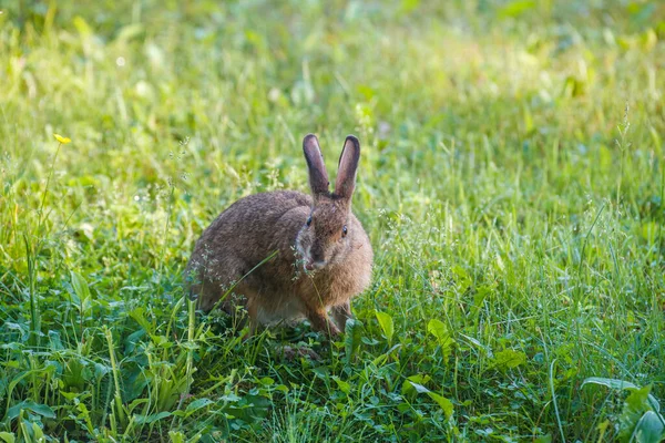 Yeşil çayırdaki çimlerde kar ayakkabısı tavşanı